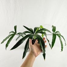 Load image into Gallery viewer, Anthurium Polydactylum, Exact Plant Ships Nationwide
