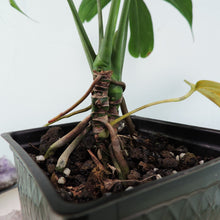 Load image into Gallery viewer, Anthurium Clavigerum 4&quot; pot, Fedex 2 day*
