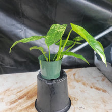 Load image into Gallery viewer, Philodendron Jose Buono, Exact Plant Variegated Ships Nationwide
