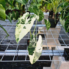 Load image into Gallery viewer, Alocasia Frydek, Exact Plant Variegated Ships Nationwide
