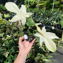 Load image into Gallery viewer, Philodendron Florida Ghost 4" pot, Fedex 2day*

