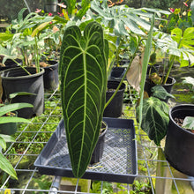 Load image into Gallery viewer, Anthurium Warocqueanum, Queen, Exact Plant Ships Nationwide
