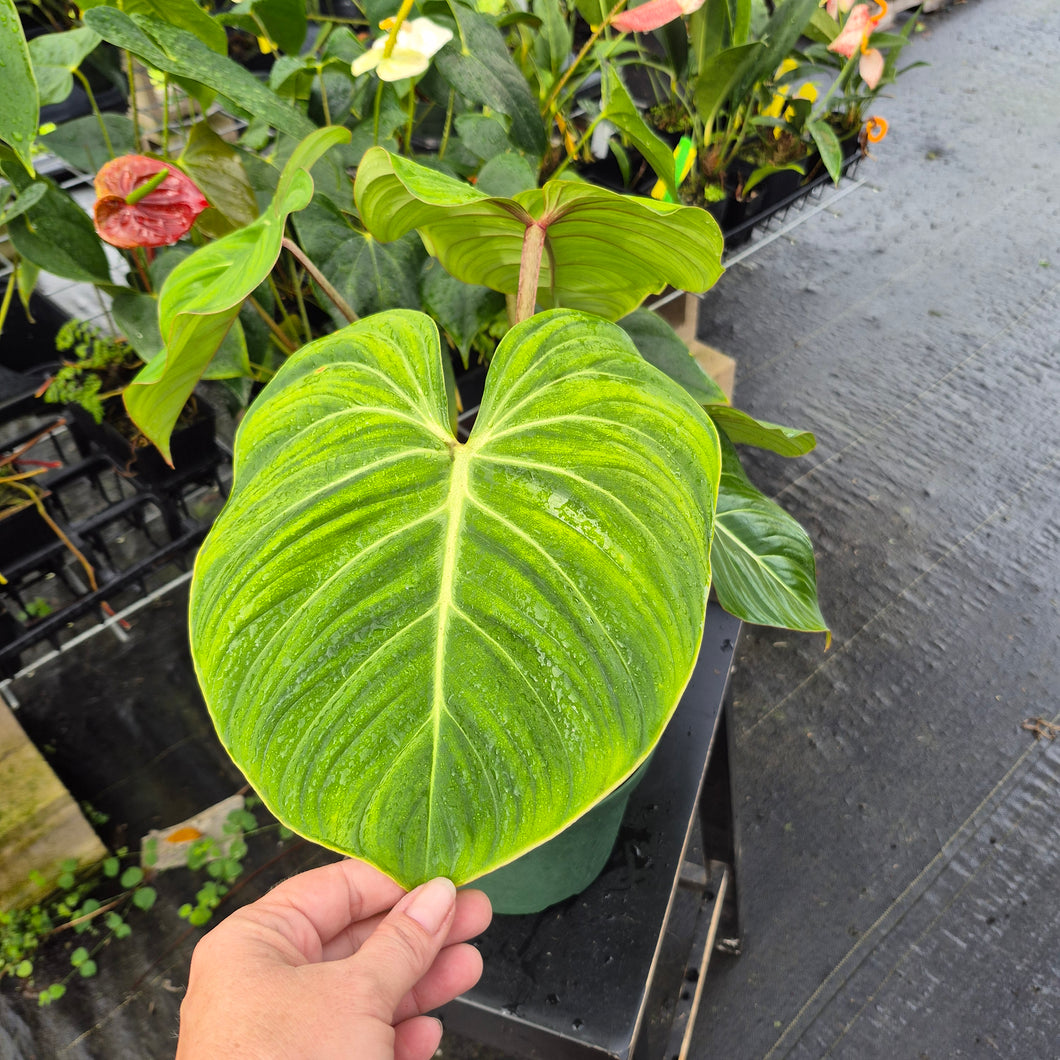 Philodendron Gloriosum, Pink Veined Back, Exact Plant Ships Nationwide