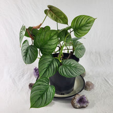 Load image into Gallery viewer, Philodendron Sodiroi True Form, Exact Plant double plant pot
