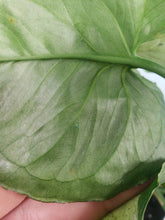 Load image into Gallery viewer, Green Splash, exact plant, variegated Syngonium, ships nationwide
