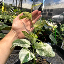 Load image into Gallery viewer, Epipremnum Pinnatum Marble, Exact Plant Variegated Ships Nationwide
