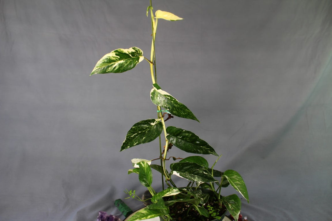 Variegated Epipremnum Pinnatum Albo Multi pot of 5 Exact Plant
