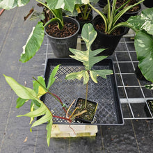 Load image into Gallery viewer, Philodendron Florida Beauty, Exact Plant Variegated Ships Nationwide
