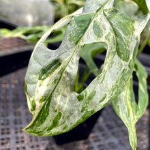 Load image into Gallery viewer, Monstera Adansonii Mint &quot;Indonesia&quot;, Exact Plant Variegated Ships Nationwide
