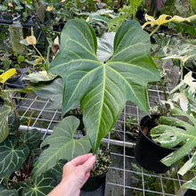 Load image into Gallery viewer, Anthurium Macrolobium exact plant, Fedex 2day*
