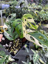 Load image into Gallery viewer, Monstera Adansonii Laniata Albo Variegated 4" pot, Fedex 2day*
