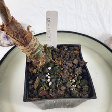 Load image into Gallery viewer, Alocasia Longiloba, Denudata, Exact Plant
