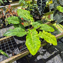 Load image into Gallery viewer, Philodendron Jungle Fever Mint, Exact Plant Variegated Ships Nationwide
