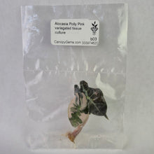 Load image into Gallery viewer, Alocasia Polly Pink variegated tissue culture 2DayAir
