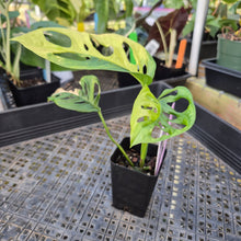 Load image into Gallery viewer, Monstera Adansonii Aurea, Exact Plant Variegated Ships Nationwide
