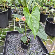 Load image into Gallery viewer, Anthurium Shibori, Exact Plant Variegated

