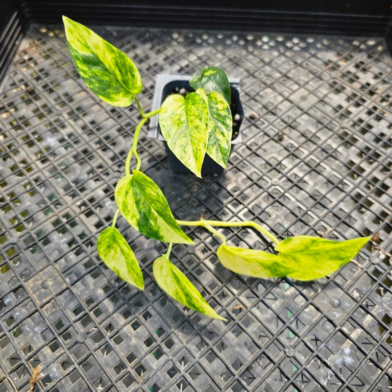 Epipremnum Pinnatum Sunburst, Exact Plant Variegated Ships Nationwide