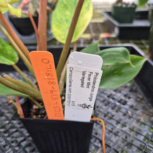 Load image into Gallery viewer, Philodendron Jungle Fever Mint, Exact Plant Variegated Ships Nationwide
