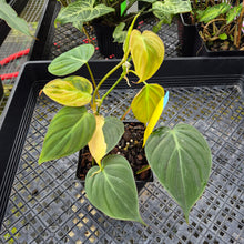 Load image into Gallery viewer, Philodendron Hederaceum Micans Aurea, Exact Plant Variegated Ships Nationwide
