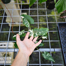 Load image into Gallery viewer, Alocasia Odora, Okinawa Silver, Exact Plant Variegated 5&#39;&#39; pot, multi plant
