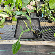 Load image into Gallery viewer, Philodendron Joepii, Exact Plant Ships Nationwide
