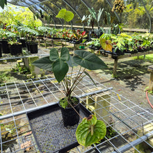 Load image into Gallery viewer, Anthurium Midori Green, Exact Plant
