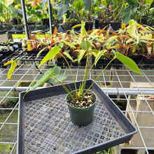 Load image into Gallery viewer, Anthurium White Obake 'Tropic Ice' 6" pot, Fedex 2day

