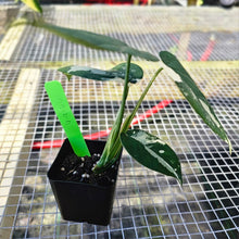 Load image into Gallery viewer, Syngonium Chiapense, Exact Plant Variegated Ships Nationwide
