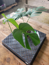 Load image into Gallery viewer, Monstera Sierrana Hawaii Clone, Exact Plant Ships Nationwide
