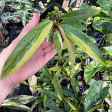 Load image into Gallery viewer, Philodendron Caramel Marble variegated 2.5" pot, FedEx 2day*
