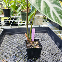 Load image into Gallery viewer, Alocasia Longiloba Lowii, Exact Plant medium
