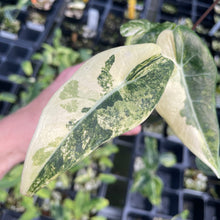 Load image into Gallery viewer, Alocasia Longiloba Grandis Aurea Variegated 2.5" pot, Fedex 2day*
