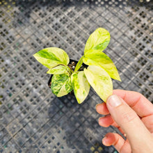 Load image into Gallery viewer, Epipremnum Pinnatum Sunburst, Exact Plant Variegated Ships Nationwide
