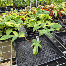 Load image into Gallery viewer, Philodendron Florida Beauty, Exact Plant Variegated Ships Nationwide
