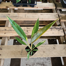 Load image into Gallery viewer, Philodendron Caramel Marble, Exact Plant Variegated Ships Nationwide
