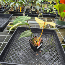 Load image into Gallery viewer, Philodendron Gloriosum variegated type 2, exact plant, Fedex 2day*

