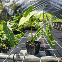 Load image into Gallery viewer, Alocasia Frydek, Exact Plant Variegated Ships Nationwide
