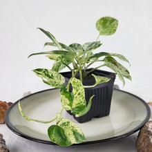 Load image into Gallery viewer, Epipremnum Pinnatum Marble, Exact Plant Variegated 3 tops
