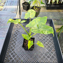 Load image into Gallery viewer, Alocasia Gageana Aurea, Exact Plant Variegated With baby Ships Nationwide
