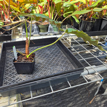 Load image into Gallery viewer, Philodendron Corsinianum, Exact Plant Ships Nationwide
