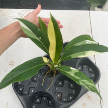 Load image into Gallery viewer, Philodendron Wend Imbe Variegated exact plant, Fedex 2day*
