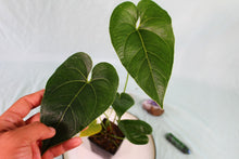 Load image into Gallery viewer, Anthurium Decipiens Exact Plant Ships Nationwide
