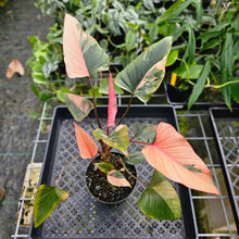 Load image into Gallery viewer, Homalomena Rubescens Pink Diamond, Exact Plant Variegated With babies
