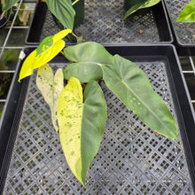 Load image into Gallery viewer, Philodendron Ilsemanii Variegated exact plant, Fedex 2day*
