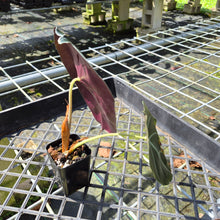 Load image into Gallery viewer, Alocasia Longiloba Grandis x Sanderiana 'Mark Campbell', Exact Plant
