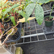 Load image into Gallery viewer, Pachira Aquatica Money Tree, Exact Plant Variegated Ships Nationwide
