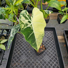 Load image into Gallery viewer, Alocasia Frydek, Exact Plant Variegated Ships Nationwide
