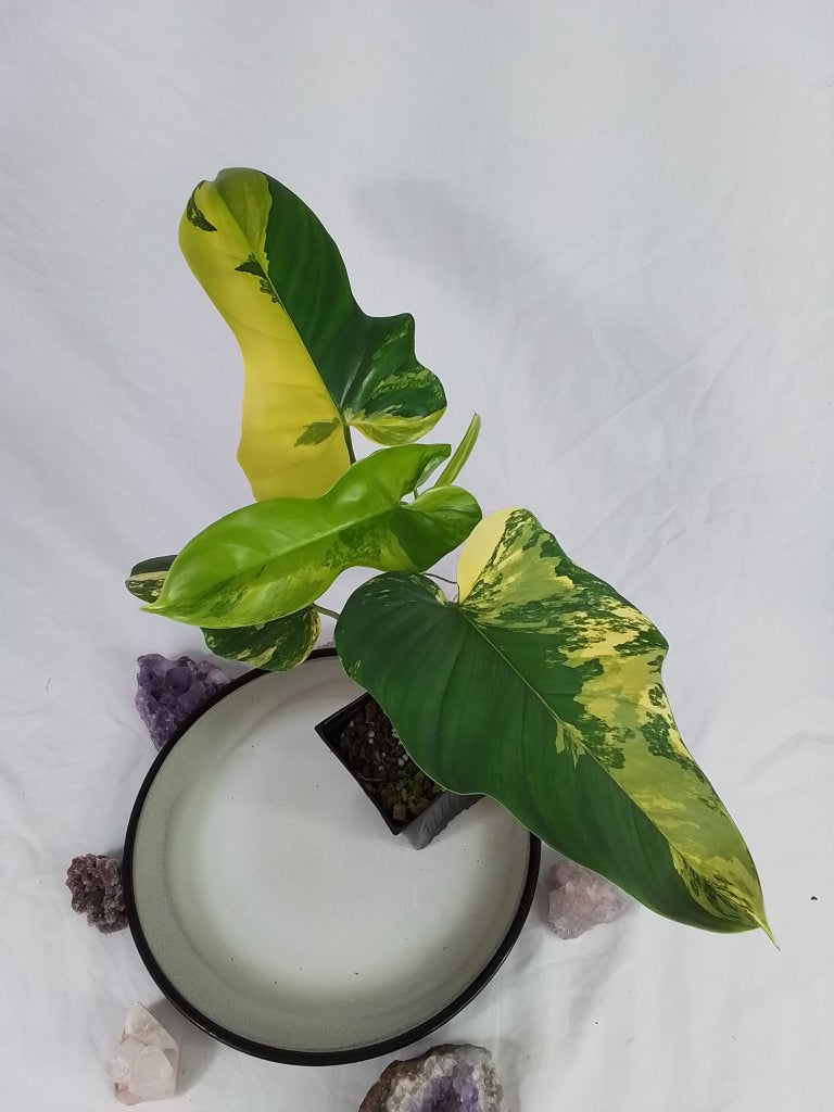 Philodendron Bipennifolium, Exact Plant Variegated