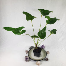 Load image into Gallery viewer, Anthurium Brownii, Exact Plant Ships Nationwide
