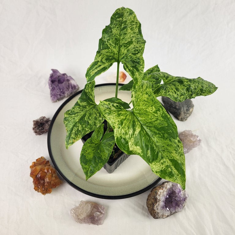 Syngonium Mojito Variegated 4